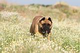 BULLMASTIFF 182